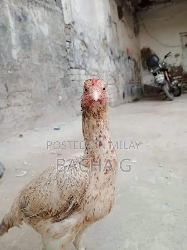 Kolange Health Supplement for Wellness and Vitality