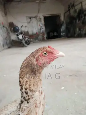 Kolange Health Supplement for Wellness and Vitality