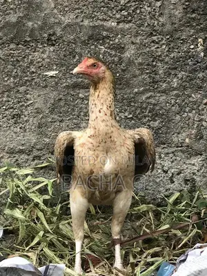 Kolange Health Supplement for Wellness and Vitality