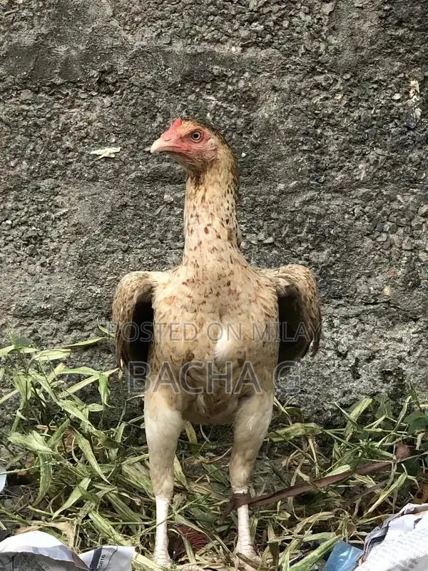 Kolange Health Supplement for Wellness and Vitality