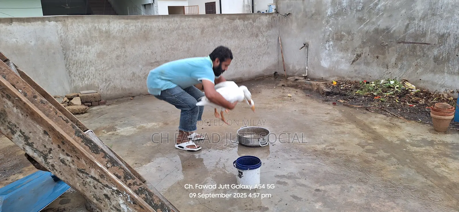 Im Selling My Long Neck Ducks|بطخ|For Sale Pair