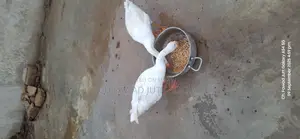 Im Selling My Long Neck Ducks|بطخ|For Sale Pair