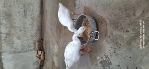 Im Selling My Long Neck Ducks|بطخ|For Sale Pair
