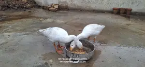 Im Selling My Long Neck Ducks|بطخ|For Sale Pair
