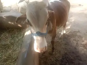 Gulabi Bachra Young Goat for Sale - Healthy Livestock Animal