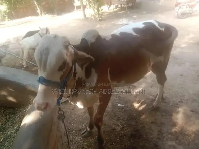 Gulabi Bachra Young Goat for Sale - Healthy Livestock Animal