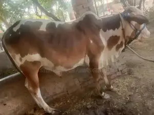 Gulabi Bachra Young Goat for Sale - Healthy Livestock Animal