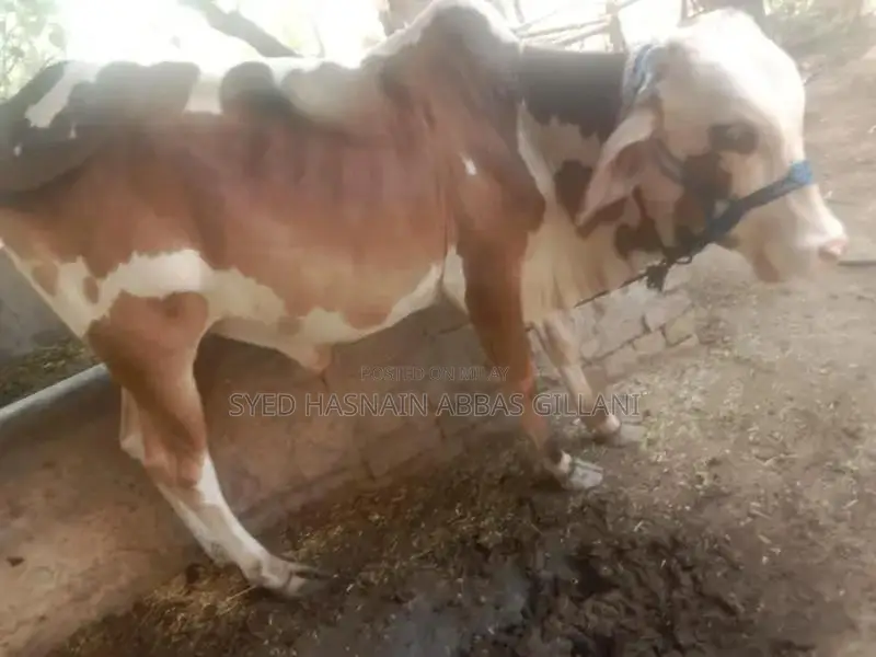 Gulabi Bachra Young Goat for Sale - Healthy Livestock Animal