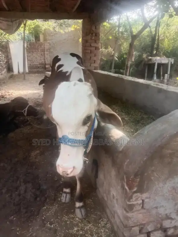 Gulabi Bachra Young Goat for Sale - Healthy Livestock Animal