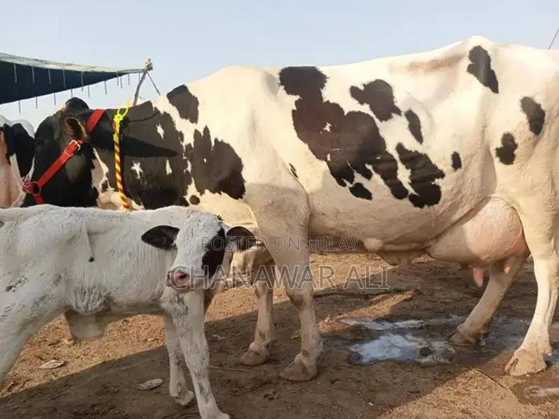 High-Yield Frisian Cow with Bachra: Premium Dairy Livestock