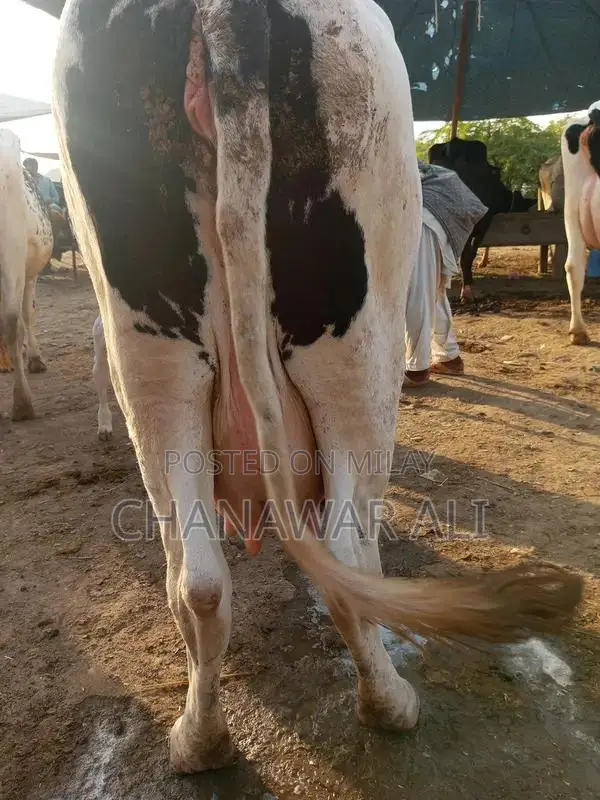 High-Yield Frisian Cow with Bachra: Premium Dairy Livestock