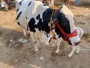 High-Yield Frisian Cow with Bachra: Premium Dairy Livestock