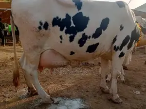 High-Yield Frisian Cow with Bachra: Premium Dairy Livestock