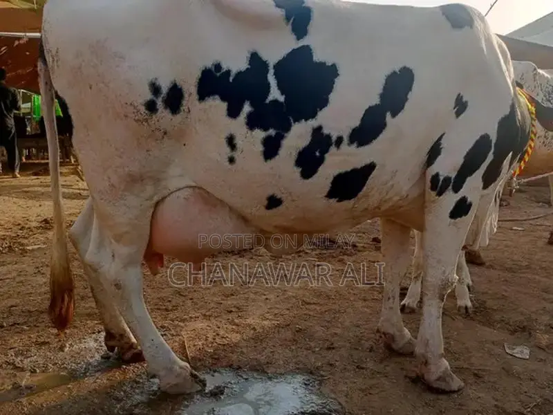 High-Yield Frisian Cow with Bachra: Premium Dairy Livestock