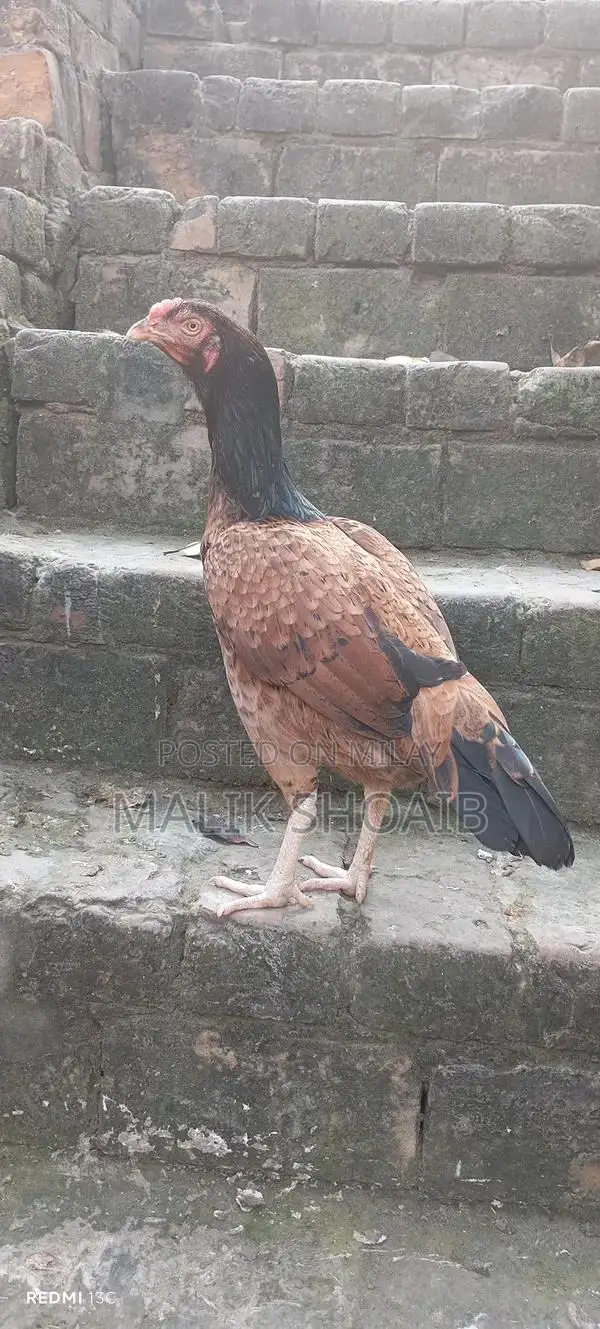 Breader Pair: High-Quality Breeding Companion Dogs