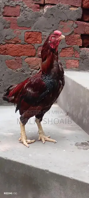 Breader Pair: High-Quality Breeding Companion Dogs