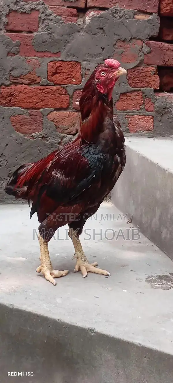 Breader Pair: High-Quality Breeding Companion Dogs