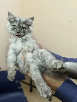 Photo - Persian kitten