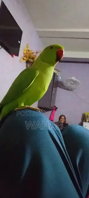 Photo - Beautiful Hand-Tame Parrot with Gentle Temperament