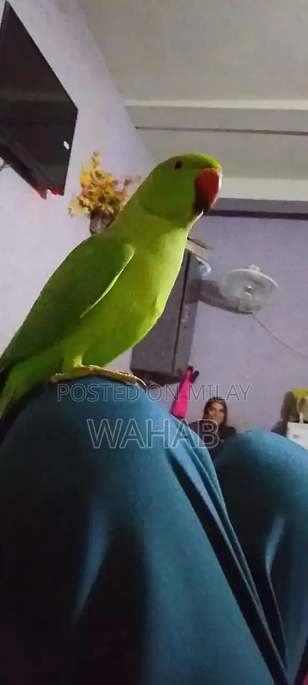 Beautiful Hand-Tame Parrot with Gentle Temperament