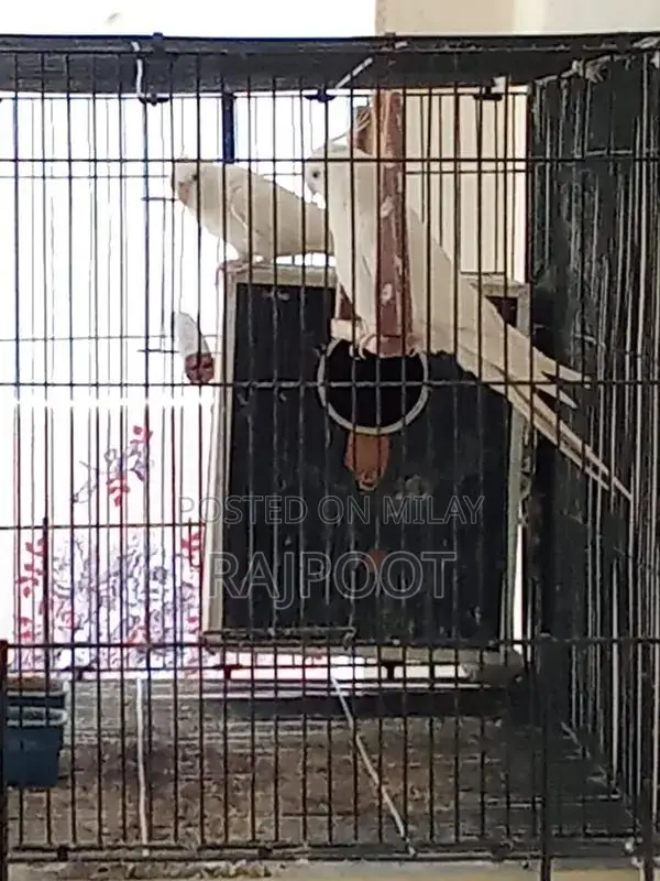 Cocktail Themed White and Red Eye Accessory