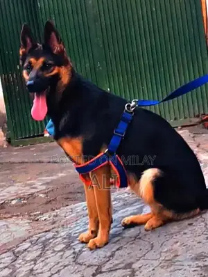 Photo - Purebred German Shepherd Female Dog Available