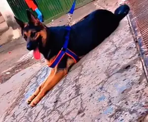 Purebred German Shepherd Female Dog Available