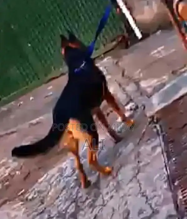 Purebred German Shepherd Female Dog Available