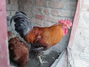 Fresh Desi Morga Chicken - Premium Quality, Healthy Poultry