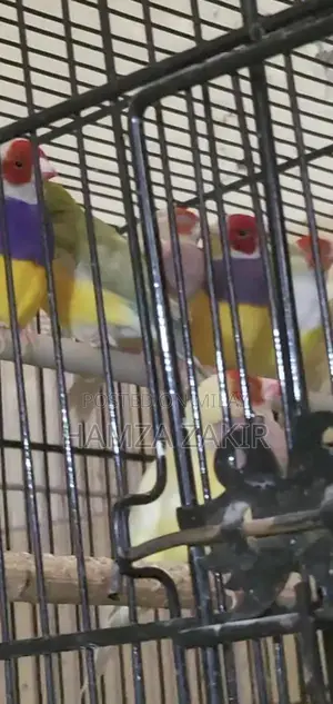 Healthy Gouldian Finch Breeding Pair - High-Quality Aviary Bird