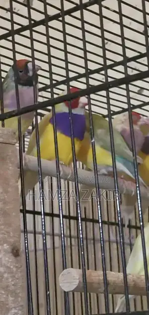 Healthy Gouldian Finch Breeding Pair - High-Quality Aviary Bird