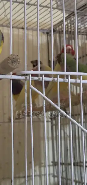 Healthy Gouldian Finch Breeding Pair - High-Quality Aviary Bird
