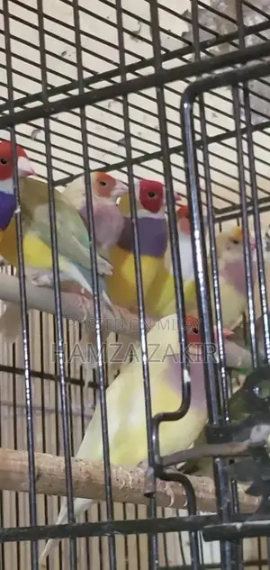 Healthy Gouldian Finch Breeding Pair - High-Quality Aviary Bird