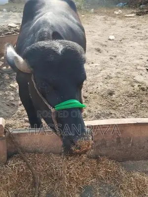 Fresh Homegrown Kata Meat - High-Quality Local Produce