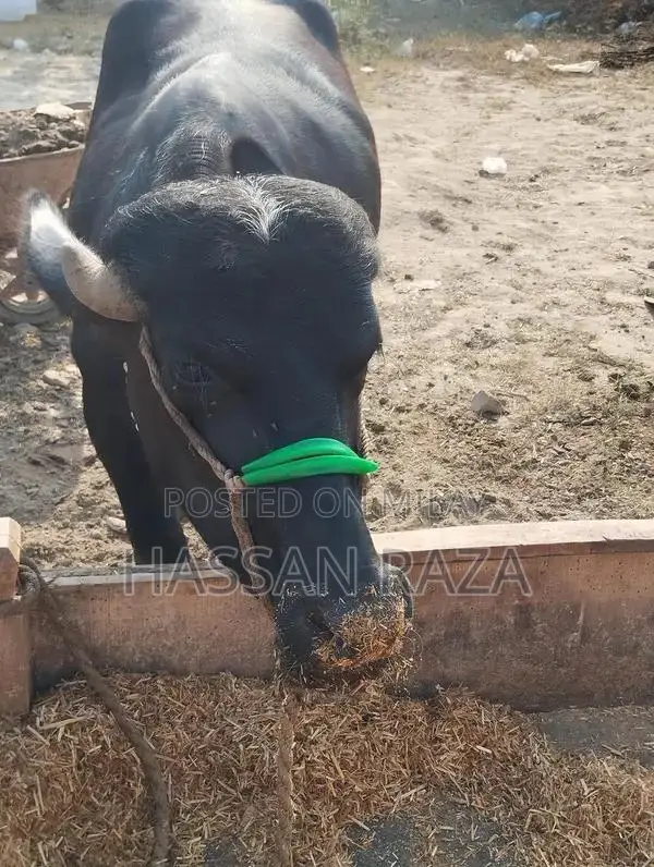 Fresh Homegrown Kata Meat - High-Quality Local Produce