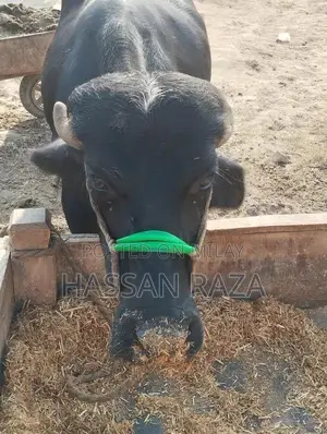 Fresh Homegrown Kata Meat - High-Quality Local Produce