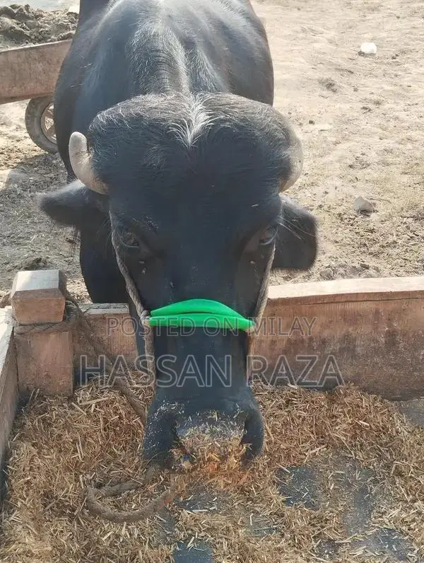 Fresh Homegrown Kata Meat - High-Quality Local Produce