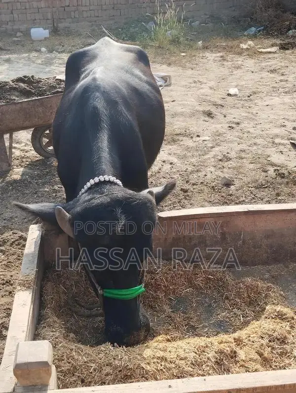 Fresh Homegrown Kata Meat - High-Quality Local Produce