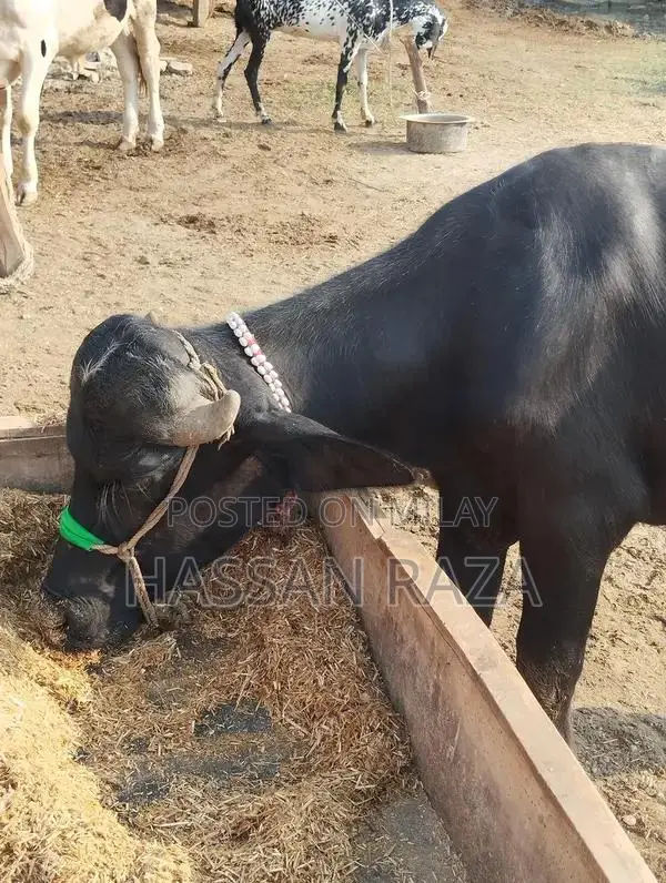 Fresh Homegrown Kata Meat - High-Quality Local Produce