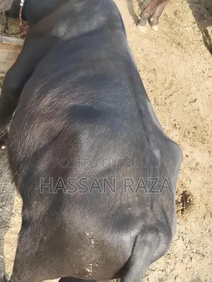 Fresh Homegrown Kata Meat - High-Quality Local Produce