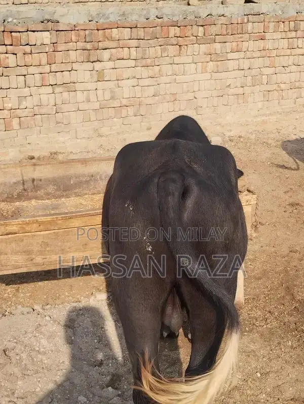 Fresh Homegrown Kata Meat - High-Quality Local Produce