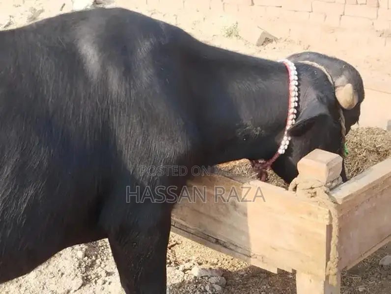 Fresh Homegrown Kata Meat - High-Quality Local Produce