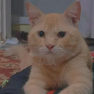 Photo - Adorable Orange Domestic Cat - Friendly Companion
