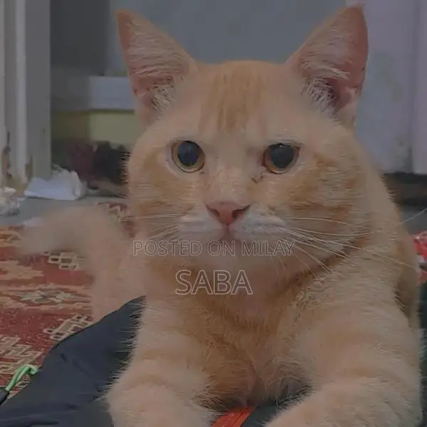 Adorable Orange Domestic Cat - Friendly Companion
