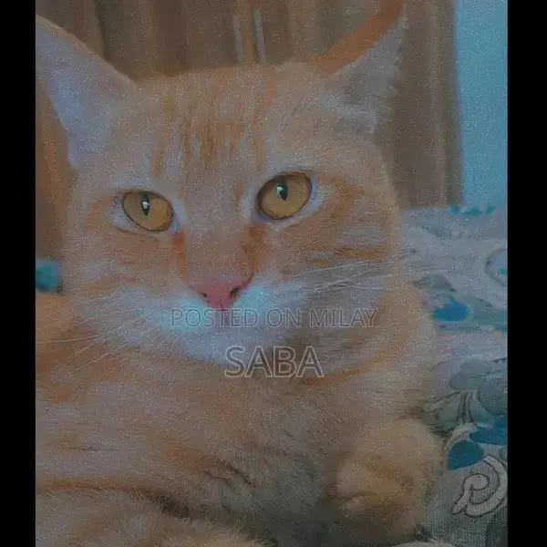 Adorable Orange Domestic Cat - Friendly Companion