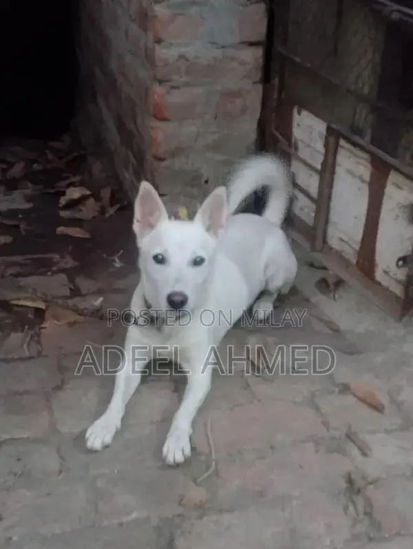 Healthy and Active Dog - Energetic Companion