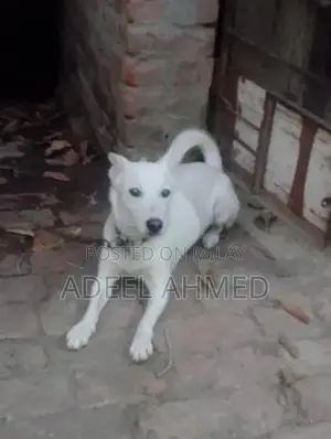 Healthy and Active Dog - Energetic Companion