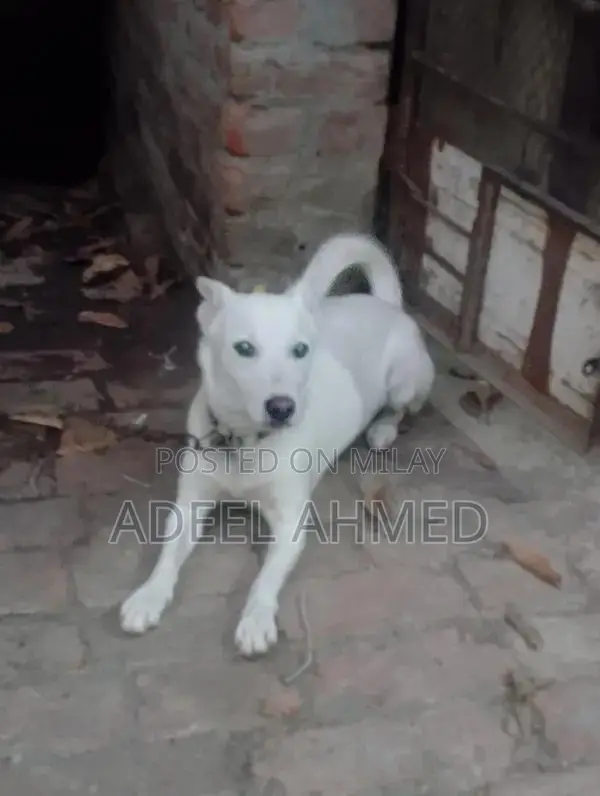 Healthy and Active Dog - Energetic Companion