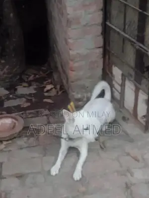 Healthy and Active Dog - Energetic Companion