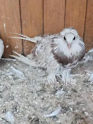 Frillback Pigeon - Healthy Adult Bird